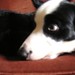 Betty Collie Photo 8