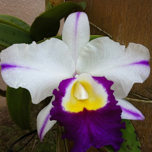 Hilda Figueroa Photo 26