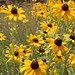 Susan Fiedler Photo 31