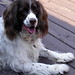 Marlin Springer Photo 5