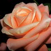 Rose Lui Photo 12