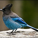 Jay Rosenbaum Photo 23