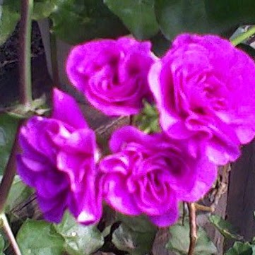 Marie Morton Photo 16