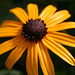Susan Lamarca Photo 8