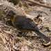 Robin Chesnut Photo 2