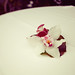 Julia Souther Photo 8