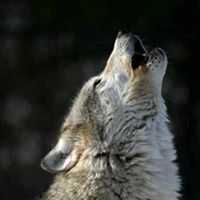 Anthony Wolfe Photo 40