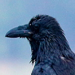 Virgil Miller Photo 10
