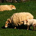 Monte Lamb Photo 4