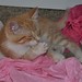 Frankie Pink Photo 11