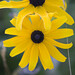 Susan Meadows Photo 41
