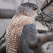 Alice Hawks Photo 6