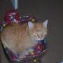 Cynthia Rapp Photo 3