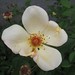 Rose Fisher Photo 20