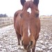 Raymond Chestnut Photo 8