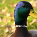 Megan Mallard Photo 11