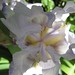 Sophia Flowers Photo 20