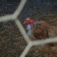 Debra Daniel Photo 7