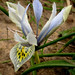 Katharine Flowers Photo 4