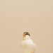 Luke Gray Photo 30