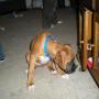 Nick Harrell Photo 25