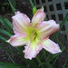 James Elmore Photo 32