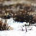 Forst Brown Photo 5
