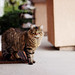 Stacey Tiger Photo 1