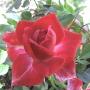 Deborah Horner Photo 32