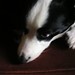 Betty Collie Photo 10