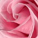 Cathy Rose Photo 10