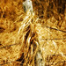 Susan Speck Photo 17