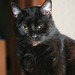 Joshua Black Photo 14