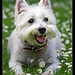 Bonnie Highland Photo 4