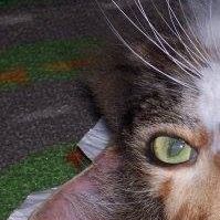 Lana Mccallum Photo 7