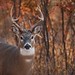 Cory Horn Photo 13