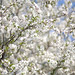 Joann Bloom Photo 10