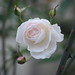 Rose Blackburn Photo 15