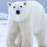 Dan Lang Photo 34