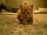 Alyce Gray Photo 11