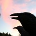 Frederick Crow Photo 5