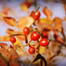 Terry Rose Photo 42