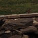 Robin Crow Photo 22