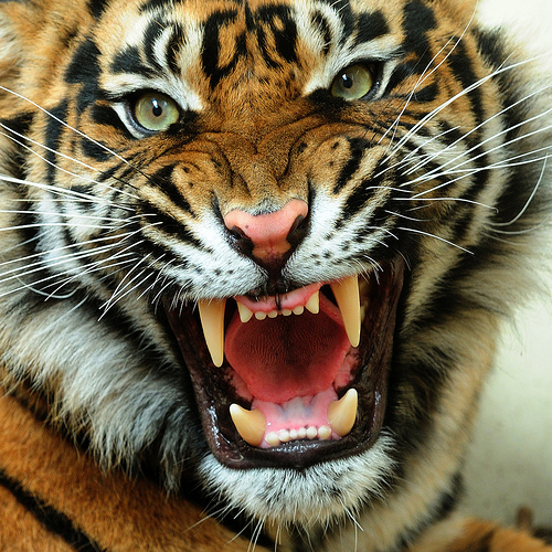 Eyes Tiger Photo 2