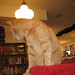 Daniel Linden Photo 24
