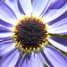 Carol Ray Photo 14
