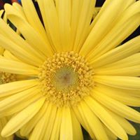 Mary Dowling Photo 29