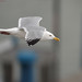 Michael Herring Photo 19