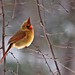 Kathy Cardinal Photo 18