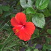 Rosa Bloom Photo 9